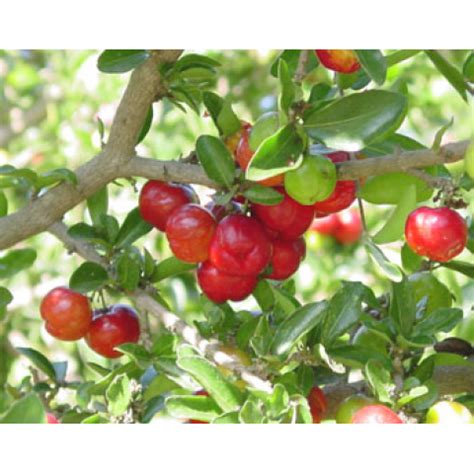 ACEROLA GIGANTE Malpighia Emarginata Flora Rara