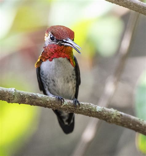 Bee Hummingbird | Ornithology | Bird Photography