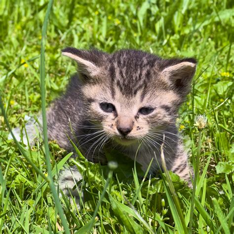 Kitten On Grass Free Stock Photo - Public Domain Pictures