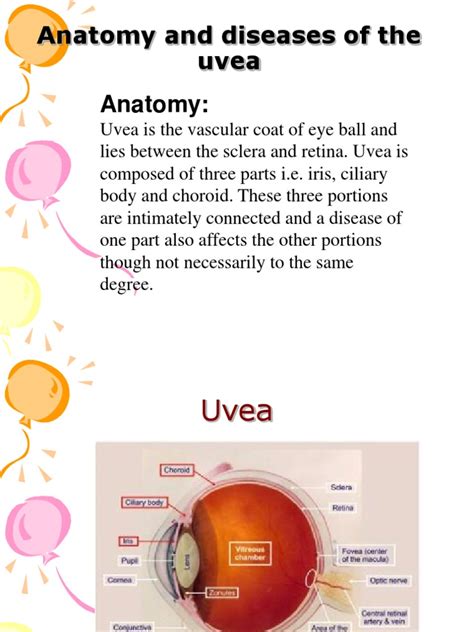 Anatomy and Diseases of the Uvea | Human Eye | Glaucoma