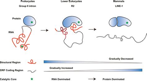 Structural Rna Components Supervise The Sequential Dna Cleavage In R2