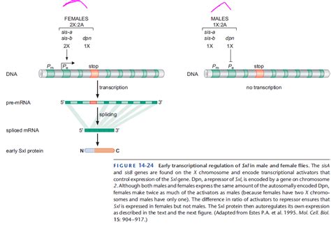 Homework Sex Determination In Drosphila Biology Stack Exchange
