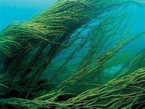 Эффект морских водорослей — Медицинский вестник