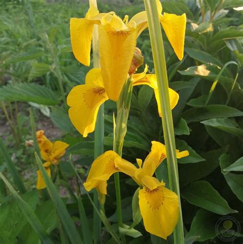 Ирис болотный (Iris pseudacorus / Unbearded yellow) купить в Москве по ...
