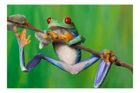 Красочные древесные лягушки от Angi Nelson | ЗооБлог