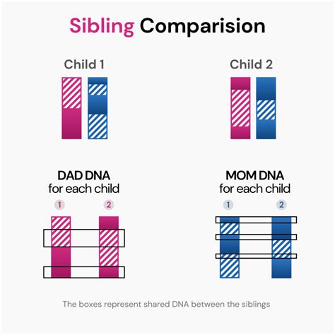 How Much DNA Do Siblings Share And What Does It Signify?