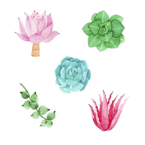 Premium Vector Watercolor Colorful Succulents