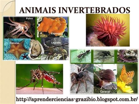 Ex De Animais Invertebrados - Exemplos De Invertebrados Animais Invertebrados: Principais