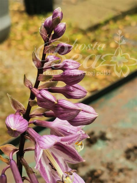 Sklep Hosta Bea - Funkia - Hosta ‘Sorbet’