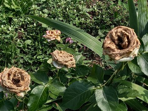 Pin von minipunk auf . о