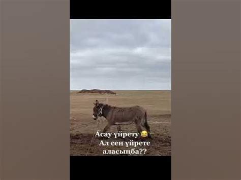 Ешек үирету - YouTube