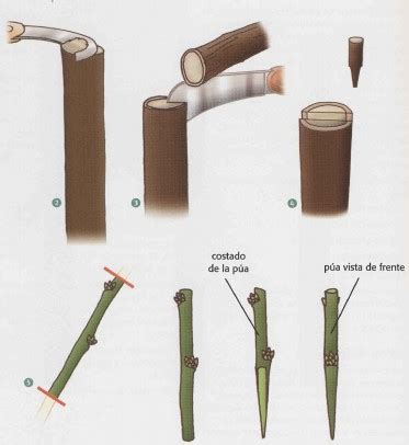 INJERTO DE ARBOLES Y ARBUSTOS ≫ LIBRO EN PDF【2025