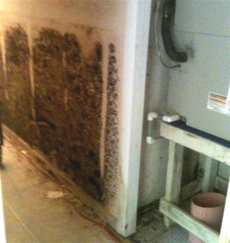 Basement Mold Removal Information