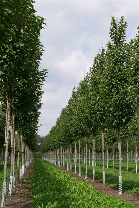 Zuilbomen Populaire Soorten Voor In De Tuin