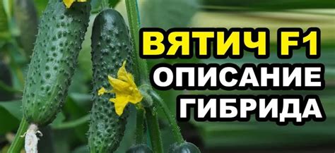 Огурцы Вятич F1 отзывы, описание, фото куста, характеристики ...