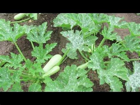 Самый урожайный и ранний кабачок, который меня никогда не подводит ...