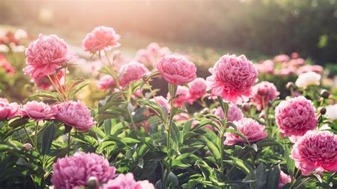 deadheading peonies expert tips  complete  task
