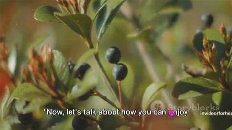 Juniper Berries: The Secret Flavor Booster with - One News Page VIDEO