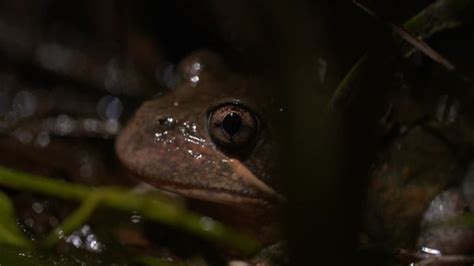 Finding Frogs: The project to find Australia's frogs - ABC News