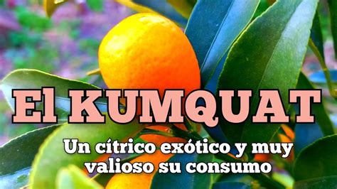 El KUMQUAT Un cítrico muy recomendado por sus múltiples propiedades y