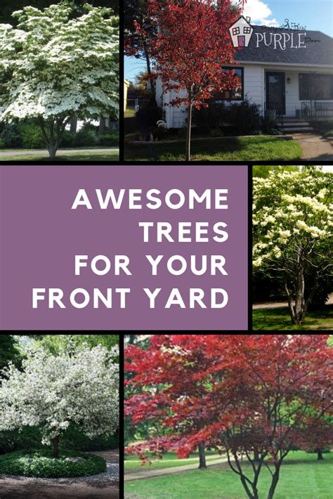 Awesome Trees For Your Front Yard