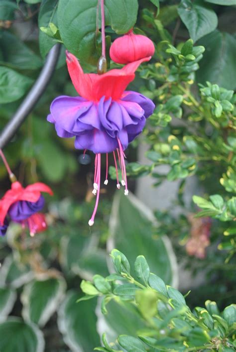 fushia