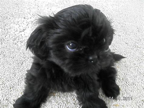 Black Shorkie Puppies