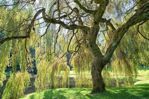 Weeping Willow Information Learn About Caring For A Weeping Willow Tree Gardening Know How