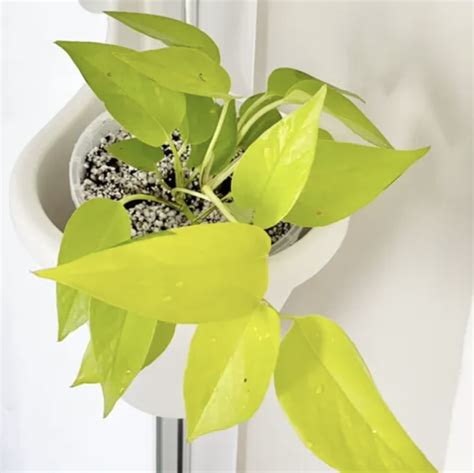 A Comprehensive Guide To Neon Pothos Care