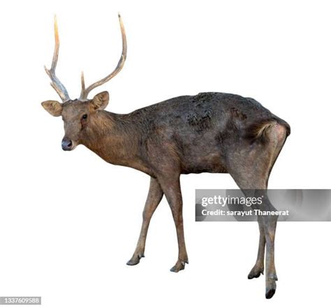 159 Deer Head Shot Stock Photos High Res Pictures And Images Getty