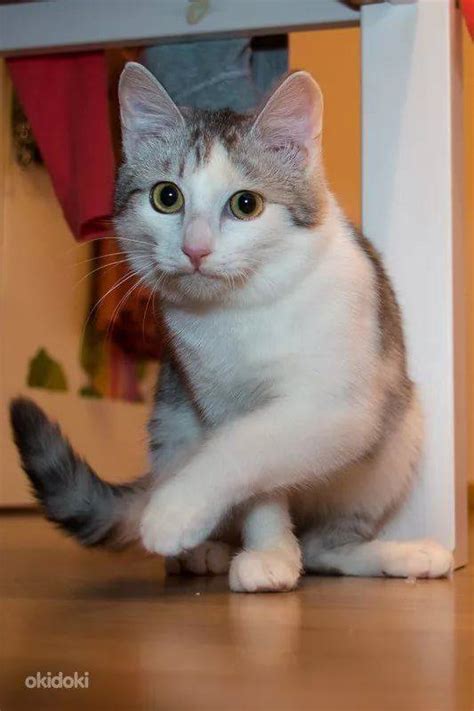 Котята В 4 Месяца Фото
