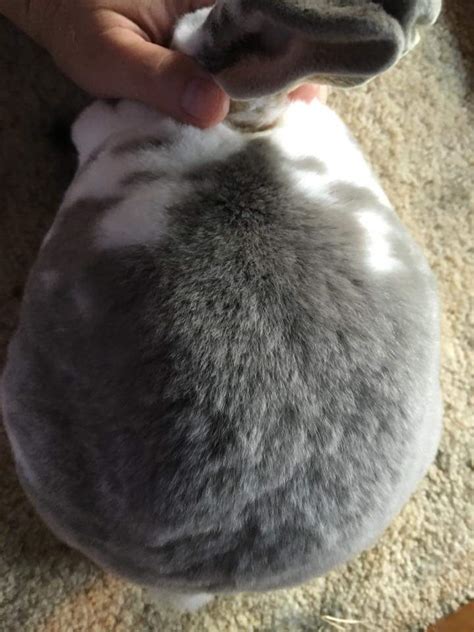 Hop Yard Rabbitry Added A New Photo Hop Yard Rabbitry