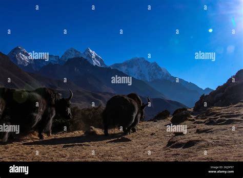 Yak Himalayan Cow Carrying Essential Goods In The Everest Base Camp