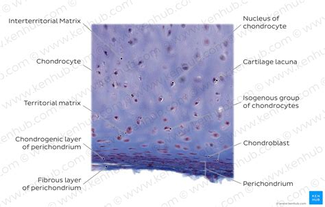 Best Hyaline Cartilage Ideas Hyaline Cartilage Cartilage Trachea