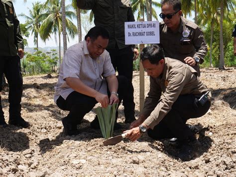 Gobel Canangkan Gerakan Tanam Nanas Di Gorontalo Cek Ricek