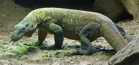 Komodo Dragon Animal Facts And Photos | All Wildlife Photographs