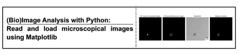 Bioimage Analysis With Python Everything You Need To Know About Towards Ai