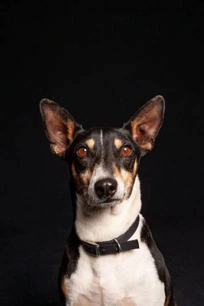 Jack Russell Terrier Mix Chihuahua Adopt Now The Chihuahua Guide