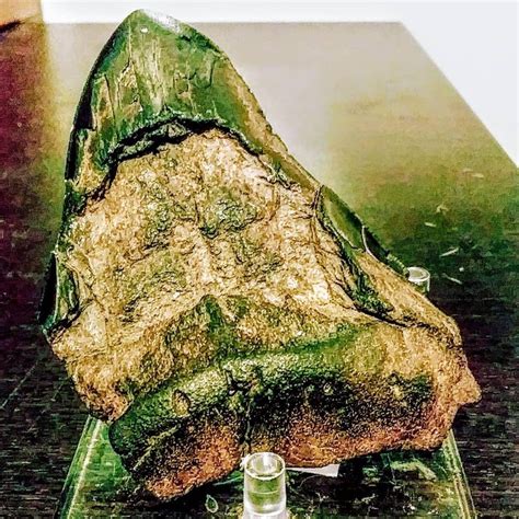 Megalodon Tooth by PinkWarrior30 on DeviantArt