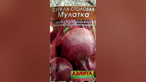 Лучшие сорта свеклы!!!!! Самая сладкая красная свекла! Сладкая свекла ...