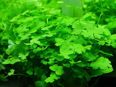 Гидрокотила трипартита (Hydrocotyle tripartita) | Plants