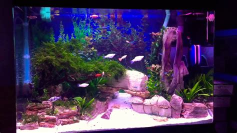 Planted Tank Aquarium Updates Without Co2 Youtube