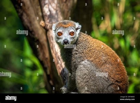 Portrait Of Adult Female Crowned Lemur Eulemur Coronatus Stock Photo