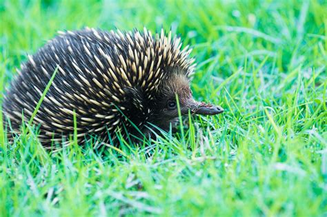 Echidna Monotremata A Foto Gratis Di Pixabay Pixabay
