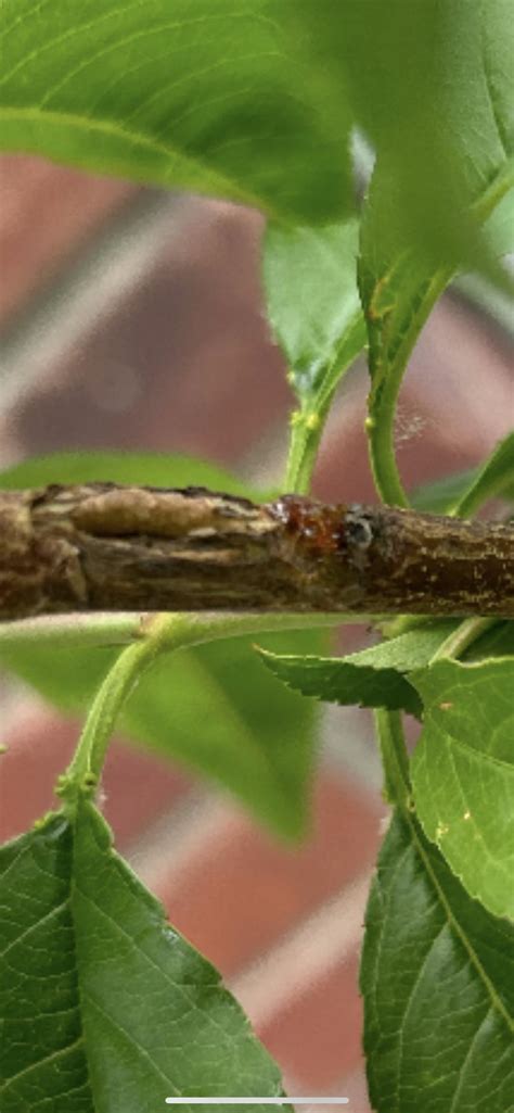 Peach Tree Borer Rfruittree