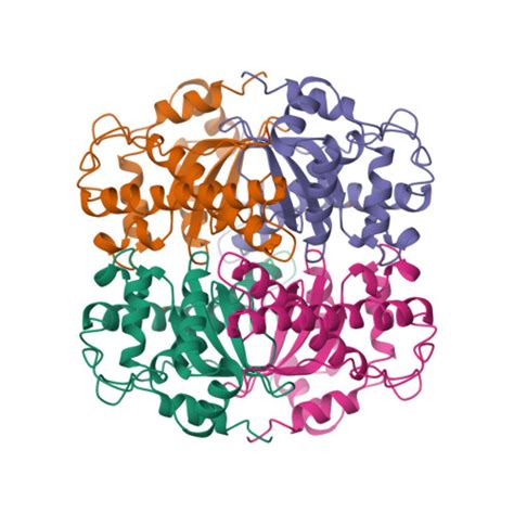 Superoxide Dismutase Structure