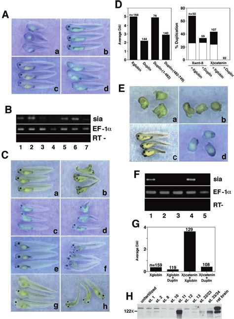 Effect of Duplin on axis formation of Xenopus embryos. A, ventralizing ...