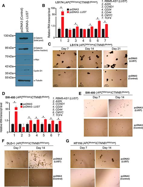 Lust Expression Promotes Spheroid Formation Across Multiple Human Colon