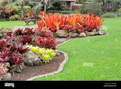 A Variety Of Bromeliads Maui Tropical Plantation Maui Hawaii Garden