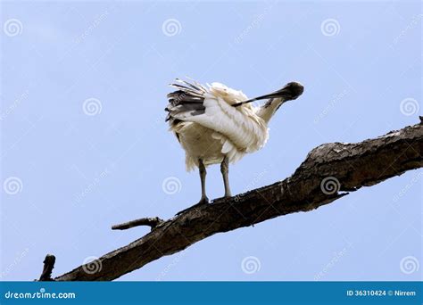 bird preening stock photo image  clean feather preen